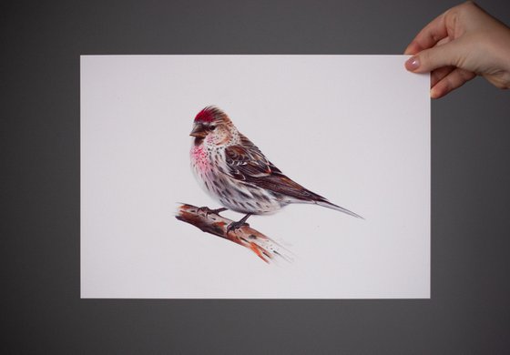 Common Redpoll or Mealy Redpoll - Bird Portrait
