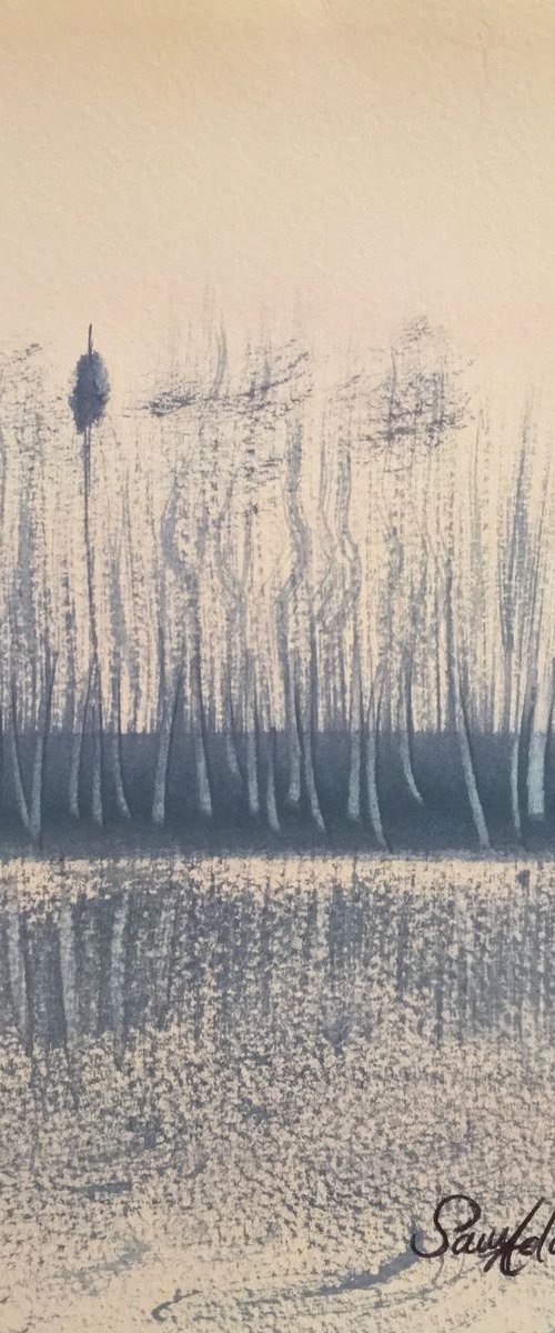 Bulrushes,reeds in the river bank by Samantha Adams