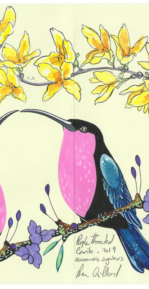 Purple Throated Carib and Forsythia by Fran Giffard