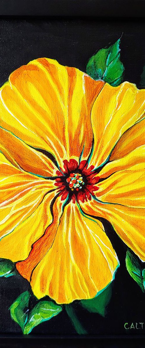 Yellow Hibiscus by Alison Caltrider