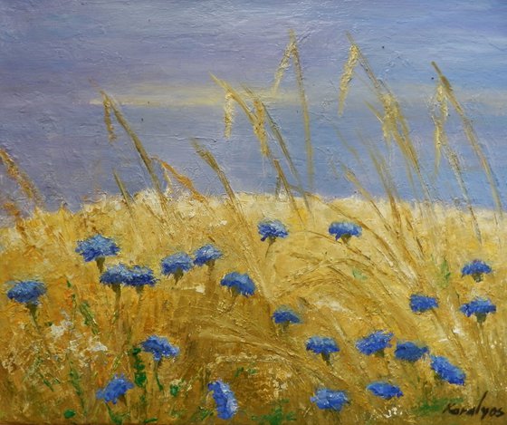Chicory in the wheat field