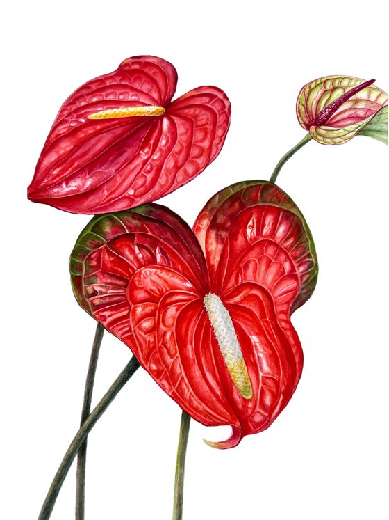Anthuriums.