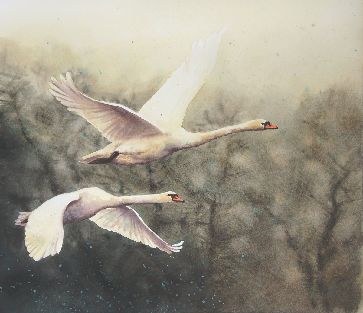 Swans Ascending  -  couple of swans - pair of flying white swans by Olga Beliaeva Watercolour