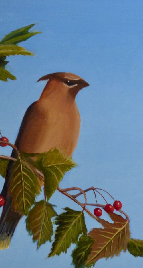 Cedar WaxWing by Gilbert Lessard