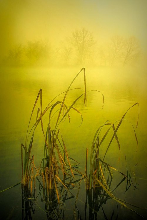 Misty Lake by Martin  Fry