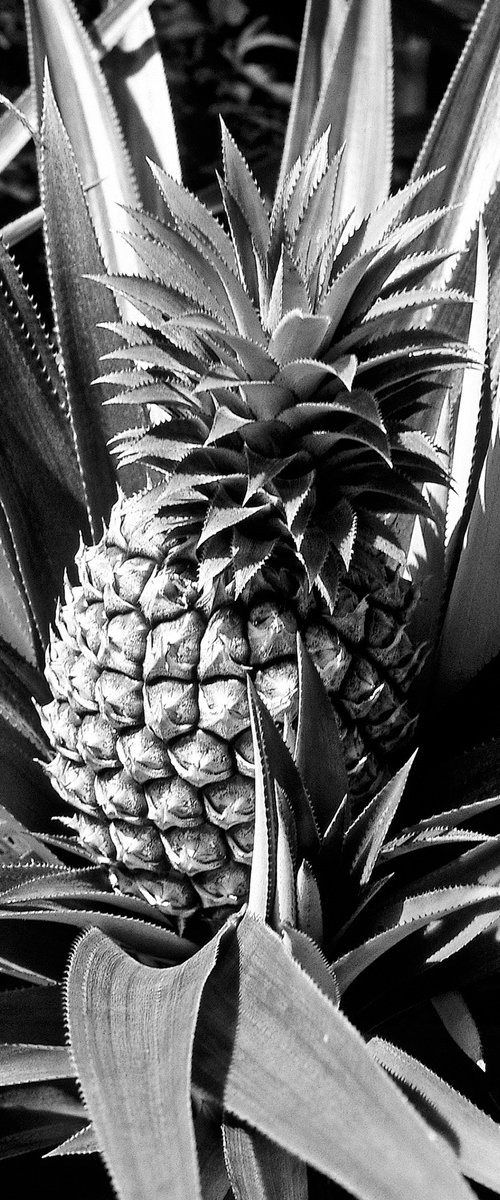 Cook Island Pineapple by Alex Cassels