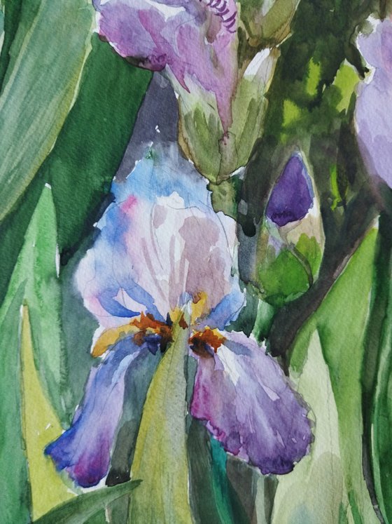 Charming irises