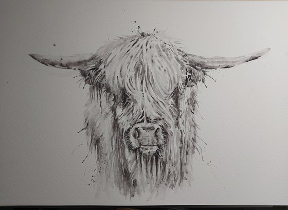 Highland cow portrait