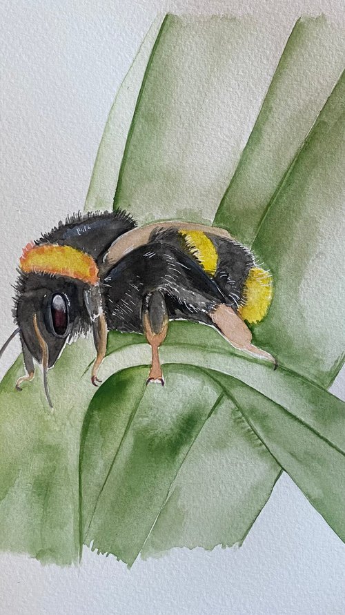 Bumble bee watercolour painting by Bethany Taylor