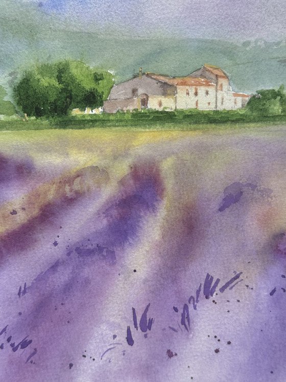 Fields of Provence 3