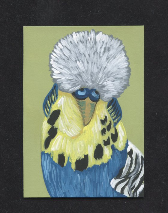 ACEO ATC Original Miniature Painting English Parakeet Budgie Bird Pet Art-Carla Smale