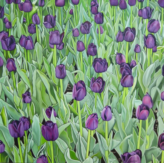 Purple Tulips