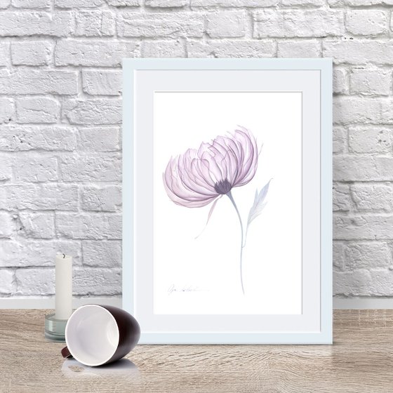 Transparent Dusty Peony