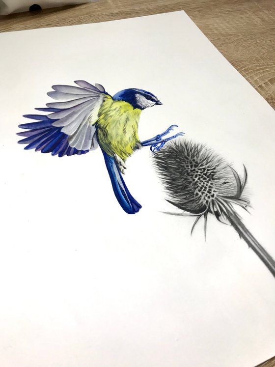 Blue Tit And Thistle