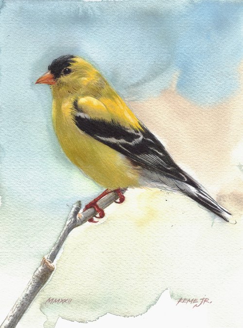 BIRD CCXVIII - American Goldfinch by REME Jr.