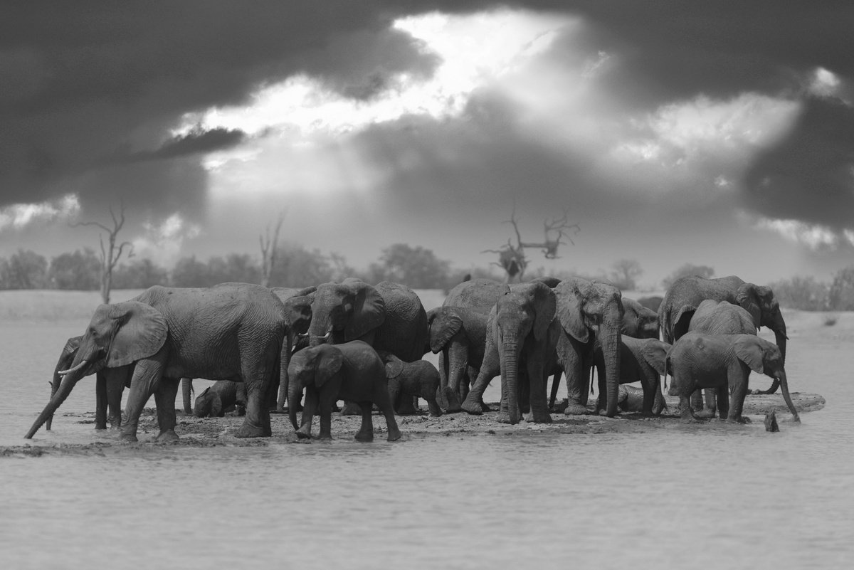 The Herd by Ozkan Ozmen