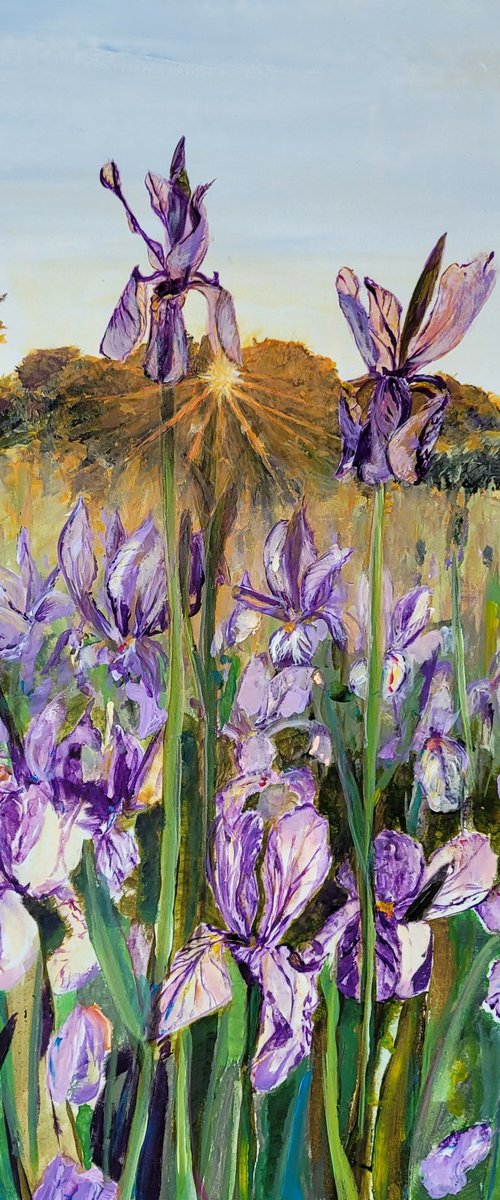 Iris in sunrise. Flower field. by Kathrin Flöge