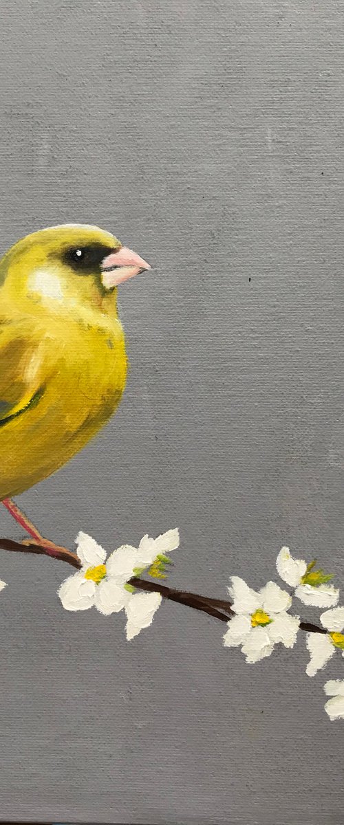 Greenfinch on Cherry Blossom II by Laure Bury