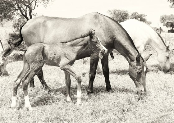 SPANISH HORSES