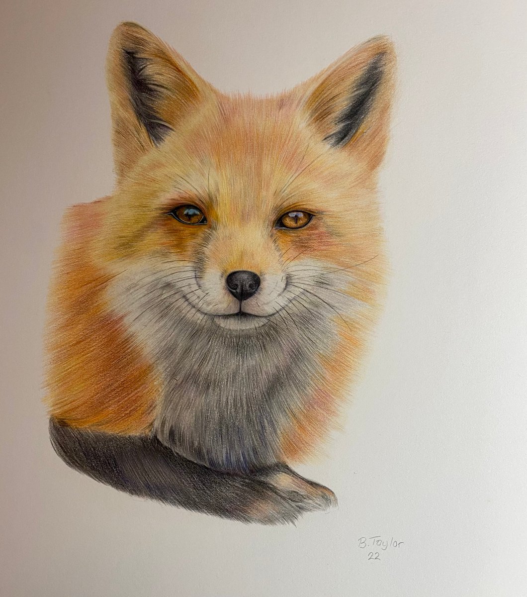 Fox drawing number 2 by Bethany Taylor