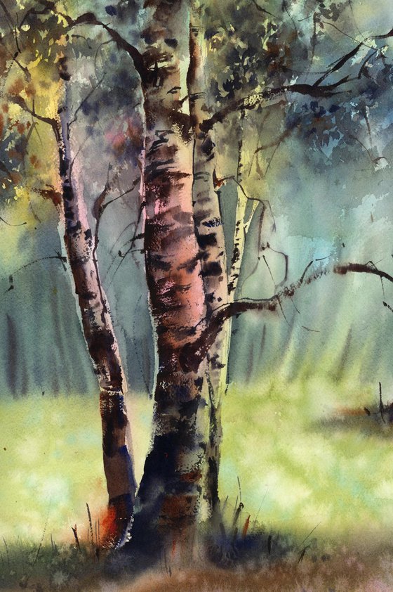 Birch Trees Summer Landscape