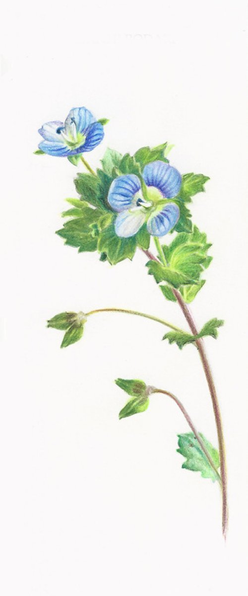 Birdeye Speedwell - from my Wildflowers Bookmarks Collection by Katya Santoro