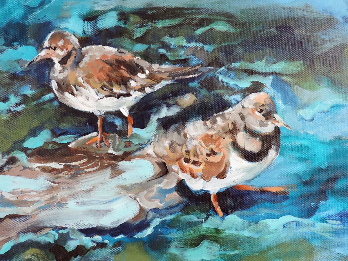 Two Turnstones, on Seaweed (Framed) by Sheila Chapman
