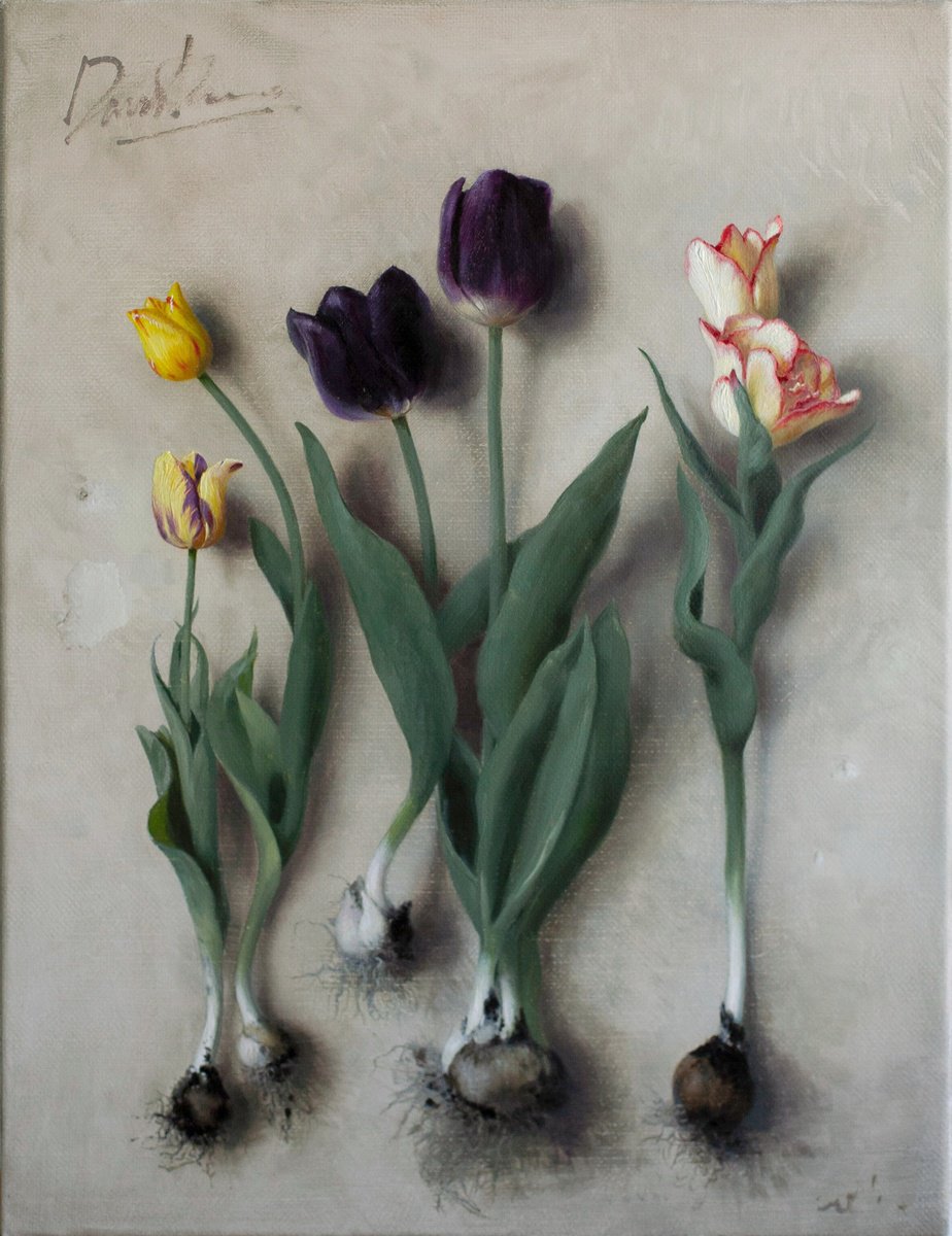 Photorealistic Botanical Oil Painting By Davit Davtyan, 16 X 20, Tulip Bulbs 01, Original Artwork