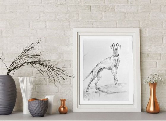 The Mudhol hound - Pet Dog Pencil sketch