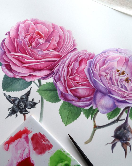 Garden Roses