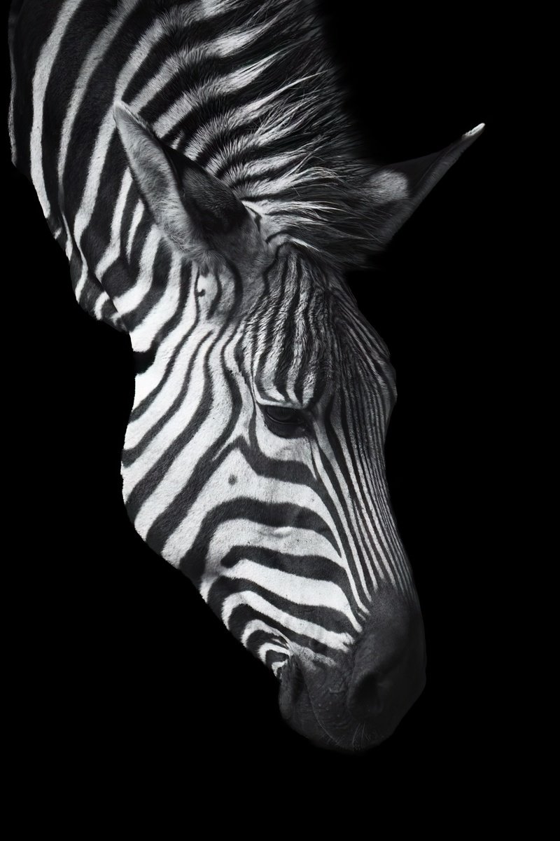 Animal Photograph By Paul Nash, 16 X 24", Zebra Bowing, Original Artwork