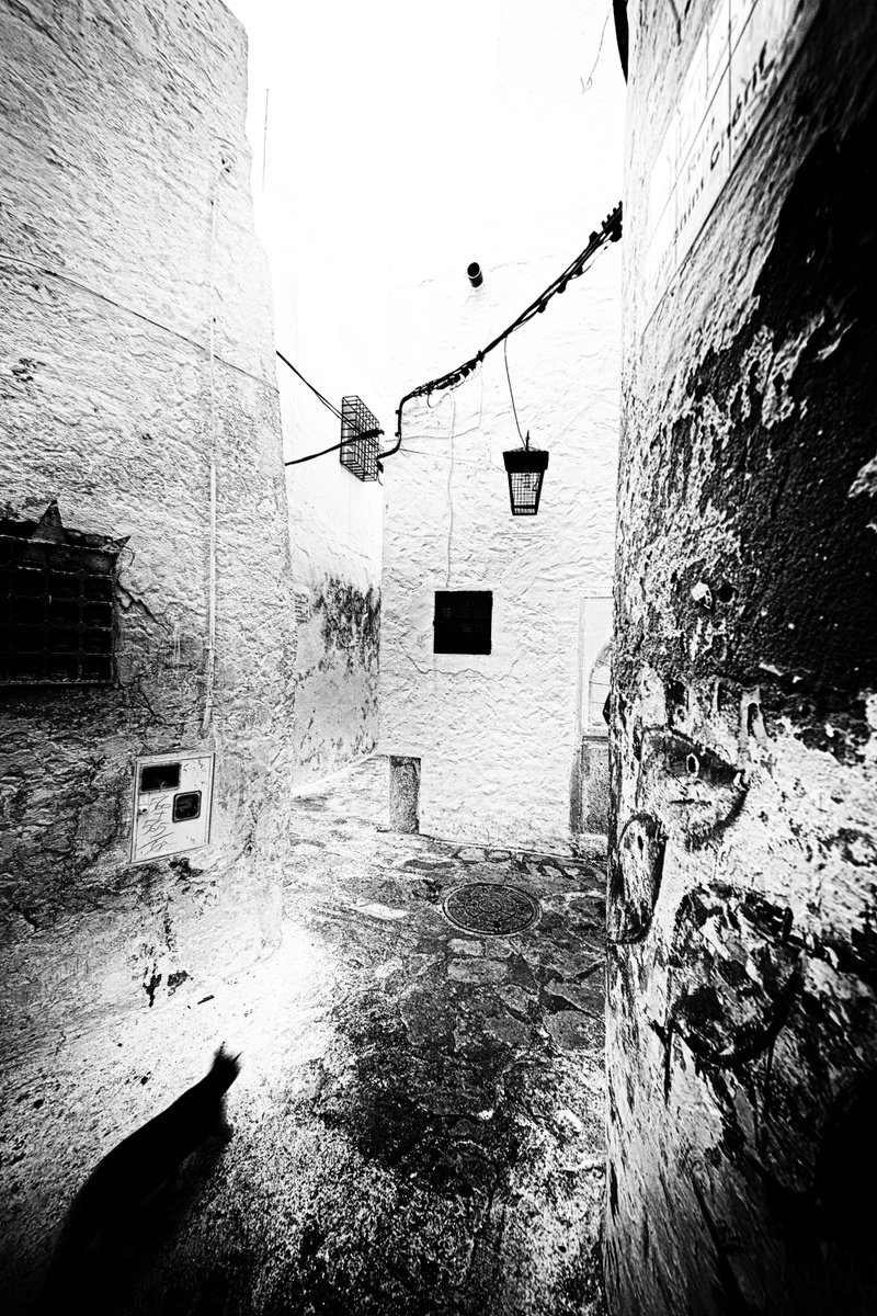 Expressive Animal Photograph By Christian Schwarz, 17 X 24, Stray Cat Crawling Through Hammamet Medina, Original Artwork