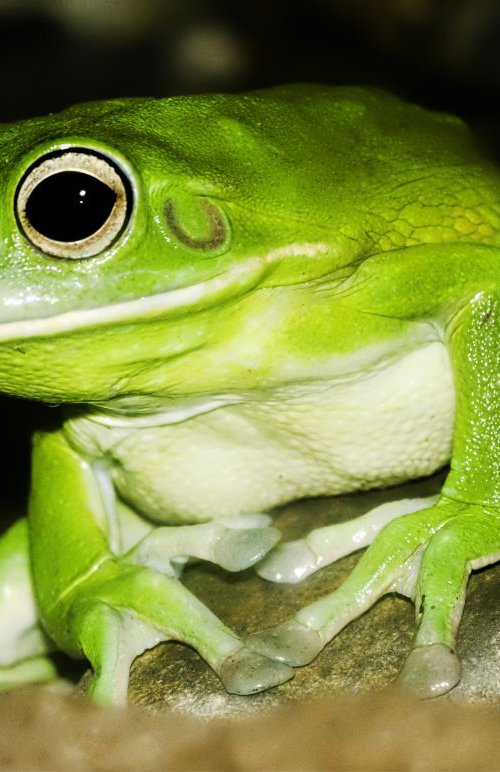 Animals - White-Lipped Tree Frog, Queensland, Australia by MBK Wildlife Photography