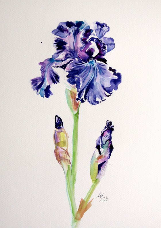 Iris