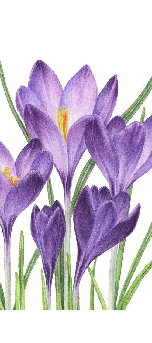 Violet Crocuses original watercolor by Alona Hrinchuk