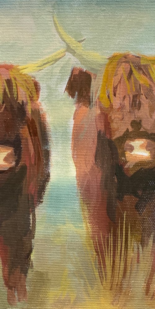 Highland Cows by Ryan  Louder