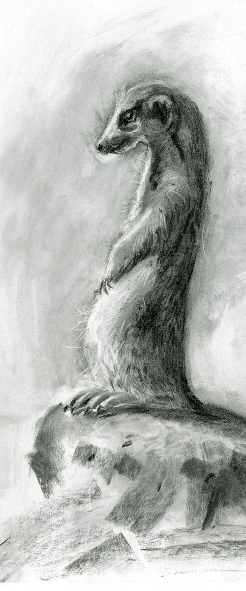 Suricate drawing by Olga Tchefranov (Shefranov)