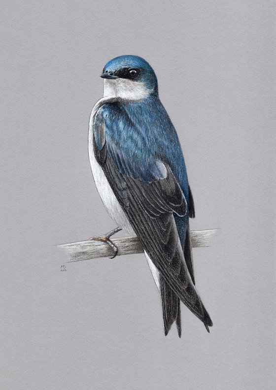 Tree swallow