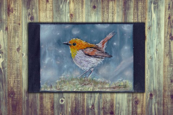 Robin Bird. Christmas gift