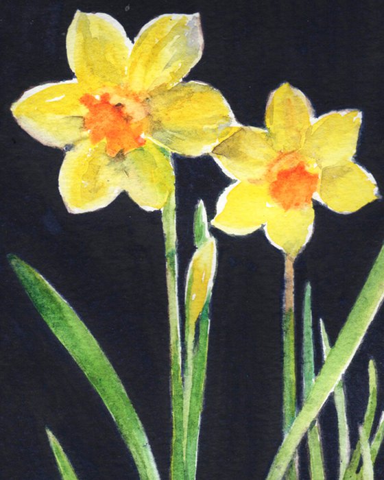 Narcissus in yellow pot