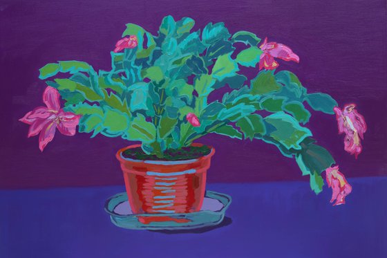 Holiday cactus