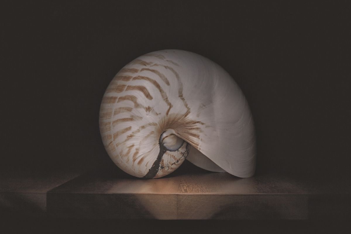 Photorealistic Photograph , The Nautilus By Paul Nash, 24 X 16, Artwork For Sale On Artfinder