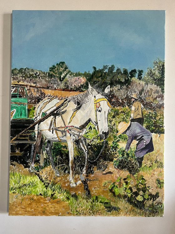 Grape harvest in Morocco