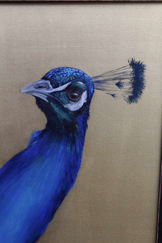 Peacock Portrait in Electric Blue