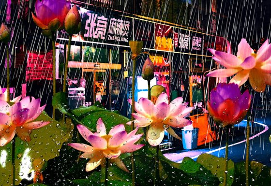 Lotuses in the Rain