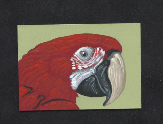 ACEO ATC Original Miniature Painting Scarlet Macaw Parrot Pet Bird Art-Carla Smale