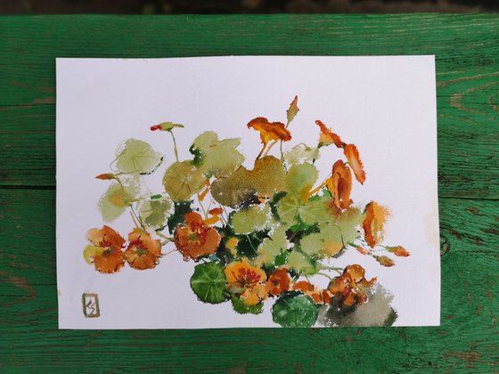 Nasturtium
