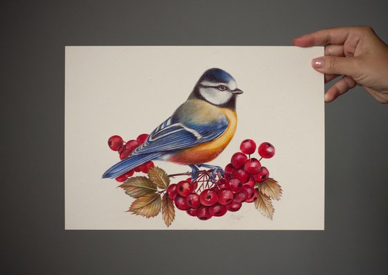 Eurasian Blue Tit