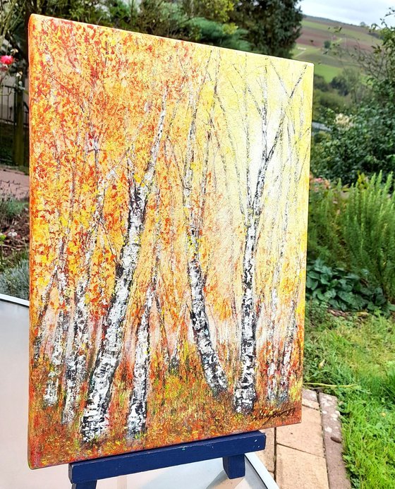 Autumnal birch trees