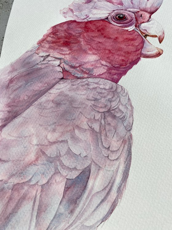 Portrait of Pink Galah Cockatoo in Sunlight